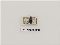 藏品(步行蟲(2))的圖片